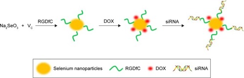 Scheme 1 Schematic illustration of the formation of RGDfC-SeNPs@DOX/siRNA.Abbreviations: DOX, doxorubicin; RGDfC, Arg-Gly-Asp-D-Phe-Cys peptide; SeNPs, selenium nanoparticles; Vc, ascorbic acid.