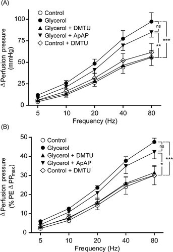 Figure 2. Renal nerve stimulation (RNS) responses of control group, glycerol-injected rats, and dimethylthiourea or acetaminophen-treated rats. Data were presented as mmHg (A) and percentage of 3 μM phenylephrine (PE)-induced maximum change in perfusion pressure (B). DMTU, dimethylthiourea; ApAP, acetaminophen; ns, not significant. The values are expressed as mean ± SEM. n = 7 for each group.Note: *p < 0.05, **p < 0.01, ***p < 0.001.