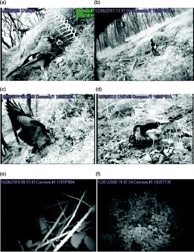 Figure 3. Nest camera images of (a) Jay, (b) Great Spotted Woodpecker, (c) Buzzard, (d) Sparrowhawk, (e) Badger and (f) Fox.