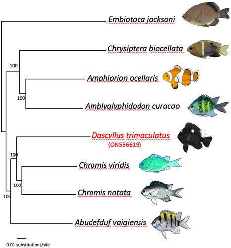 Figure 1. Phylogenetic relationships based on complete mitochondrial genomes of representative damselfish species and one surfperch outgroup (Black Surfperch, Embiotoca jacksoni). Numbers at nodes represent bootstrap values. The focal species of this study, Dascyllus trimaculatus, is labeled in red font. GenBank accession numbers are indicated between parentheses under the species names: Embiotoca jacksoni (NC_029362), Chrysiptera biocellata (NC_040304), Amphiprion ocellaris (NC_009065), Amblyglyphidodon curacao (NC_043918), Dascyllus trimaculatus (ON556619), Chromis viridis (MT199208), Chromis notata (NC_052722), and Abudefduf vaigiensis (NC_009064). Original drawings by MBR.