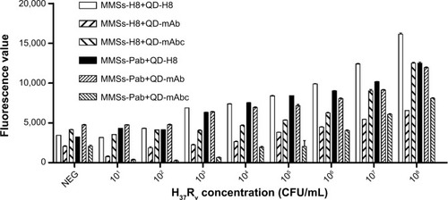 Figure 5 LOD detection for six combinations of MMSs coupled with H8 or Pab and QDs conjugated with H8, Mab, or mabc.Notes: Differences in MTB detection capability between the combinations were evident for a range of MTB concentrations in the test. Combinations of MMS-H8+QD-mAb and MMS-Pab+QD-mAbc produced a strong signal for only 107 CFU/mL H37Rv cells, indicating relatively poor MTB detection capability. Combinations of MMS-H8+QD-mAbc and MMS-Pab+QD-mAb exhibited a higher but decreasing fluorescence intensity of H37Rv for 105 CFU/mL or 106 CFU/mL, showing improved MTB detection capability. Combinations of MMS-Pab+QD-H8 and MMS-H8+QD-H8 yield a significantly higher signal for 103 CFU/mL H37Rv and thus demonstrated the best MTB detection capability.Abbreviations: LOD, limit of detection; MMSs, magnetic microspheres; QDs, quantum dots; Pab, a rabbit polyclonal antibody against MTB; mAb, a murine monoclonal antibody against MTB; mAbc, a murine monoclonal antibody against MTB heat shock protein 65 (HSP65); CFU, colony-forming unit; mAbc, .