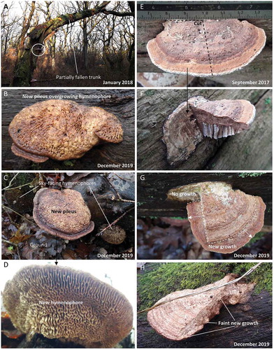 Figure 7. The oak mazegill basidiocarp has capacity to remodel. A. An oak trunk in Hald ege of which the top has fallen partially toward the ground and which has multiple basidiocarps of oak mazegill. (The white circle identifies the basidiocarp illustrated in FIG. 6A–B and 8C–E). B. A part of the top trunk shown in A has recently fallen to the ground, and this particular basidiocarp is developing a pileus surface on the old hymenophore. C. Compared with the basidiocarp in B and growing on the same trunk, this basidiocarp is further in the development of a new pileus surface on the old hymenophore (whereas the neighboring basidiocarps are unresponsive). D. The ground-facing side of the basidiocarp shown in C, showing a well-developed new hymenophore on the old pileus. E. An oak mazegill basidiocarp growing on a ground-lying trunk of oak in a different location in Hald ege from A–D. This basidiocarp was cut along the dashed black lines in Sep 2017. F. The basidiocarp of E after the cutting. G. The basidiocarp of E, 2 years later, showing pronounced growth along the intact margin and the cut surface of the basidiocarp, but not at the stem of the basidiocarp. H. This oak mazegill basidiocarp was cut also in Sep 2017 and is much like the basidiocarp in E–G but exhibits only faint new growth on the cut surface (found on a ground-lying trunk of oak in a different location in Hald ege from E–G)