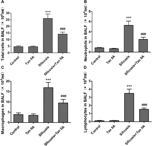 Figure 1 Effects of tanshinone IIA on inflammatory cell recruitment in bronchoalveolar lavage fluid (BALF) of silicosis rats. (A) Total cell counts in BALF. (B) Number of neutrophils in BALF. (C) Number of macrophages in BALF. (D) Number of lymphocytes in BALF. Data are presented as the mean ± standard deviation of at least three repeat experiments, n=6. ***P<0.001 vs the control group; ###P<0.001 vs the silicosis group.