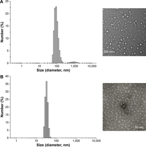 Figure 2 Particle size distribution and transmission electron micrographs of rhPTH (1-34) (A) and PTH/LysDOCA (1:10) nanocomplex (B).Abbreviations: rhPTH, recombinant human parathyroid hormone; LysDOCA, lysine-linked deoxycholic acid.