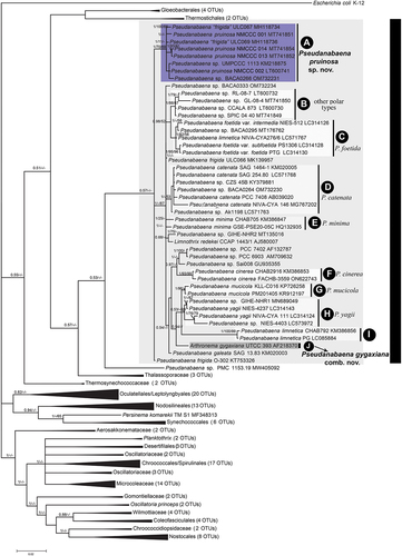 Fig. 38. Phylogenetic analysis based on 162 sequences of 16S rRNA gene showing the position of the Pseudanabaena species. The phylogenetic tree topology was based on Bayesian inference, and the tree was validated by Maximum likelihood (GTR+Γ+I model) and Neighbour-joining analysis. Branch support values are shown as Bayesian posterior probability/Maximum likelihood bootstrap support/Neighbour-joining bootstrap support values, respectively. Values < 0.5 or 50% are not shown. Vertical bars represent clades that correspond to the different Pseudanabaena infrageneric units.