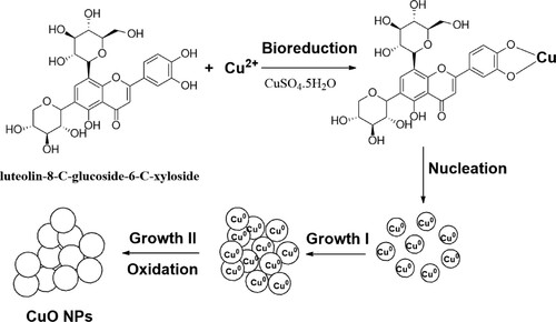 Figure 6. A tentative mechanism for the production of the biogenic CuO NPs from leaves extract of greater duckweed.