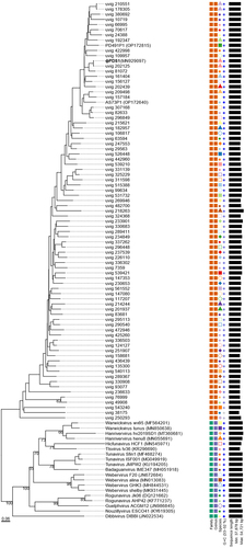 Figure 3. Phylogenomic genome BLAST distance phylogeny (GBDP) tree representing φPDS1, 78 members of the new candidate Paboviridae family, and using 19 phages from the Drexlerviridae family as outgroup. The tree was generated using the VICTOR tool with the D0 formula. The numbers above the branches indicate GBDP pseudo-bootstrap support values from 100 replicates. The branch lengths are scaled in terms of the respective distance formula used. Family, genus, species are tentatively grouped by their phylogenetic relationships when the same shape and color coincide. The GC content is represented in blue; the darker the color, the higher the content. Accession numbers are provided in brackets.