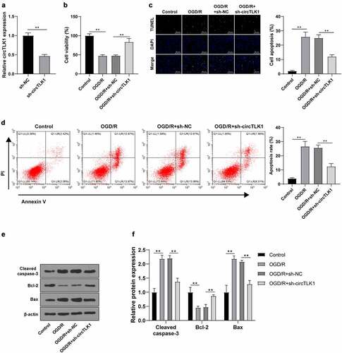 Figure 2. circTLK1 silencing relieved OGD/R-induced neurological impairment. (a) circTLK1 expression detected using RT-qPCR; (b) Cell viability detected using CCK-8; (c-d) Apoptosis detected using TUNEL staining and flow cytometry; (e-f) Cleaved caspase-3, Bcl-2, and Bax protein levels detected by WB. Cell experiment was conducted 3 times. Data were expressed as mean ± SD. Independent t test was used for data comparisons between 2 groups in panel A and one-way ANOVA was applied for data comparisons between multi-groups in panels B-F. Tukey’s test was used for post hoc test. **P < 0.01.