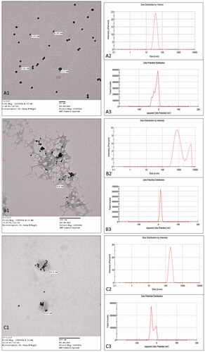 Figure 3. Transmission electron microscope images (A1, B1, and C1), particle size distribution by intensity (A2, B2, and C2), and zeta potential distribution by count (A3, B3, and C3). (A) G0 nanoparticles (bare-gold), (B) G1 nanoparticles (tacrolimus-loaded chitosan nanoparticles hybridized with gold), and (C) G2 nanoparticles (tacrolimus-loaded lecithin–chitosan nanoparticles hybridized with gold).