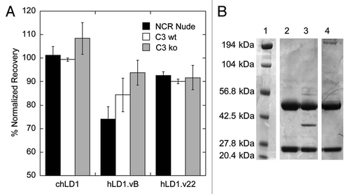 Figure 4 An affinity matured anti-FGFR4 variant lacks C3d binding. (A) Detection of FGFR4 binding of chLD1, hLD1.vB and hLD1.v22 incubated 16 h in NCR nude (black bar), C3 wt (open bar) or C3 ko (shaded bar) mouse serum prior to assessment using the FGFR4 ELISA. Samples were normalized to identical samples incubated in PBS/0.5% BSA. (B) Lack of mouse C3d immunoprecipitation by hLD1.v22. Immunoprecipitation from NCR nude mouse plasma using chLD1 (lane 2), hLD1.vB (lane 3) and hLD1.v22 (lane 4) was analyzed by SDS-PAGE. The band at ∼37 kDa was only detected in the hLD1.vB/mouse plasma sample. The protein molecular weight marker was run in lane 1.