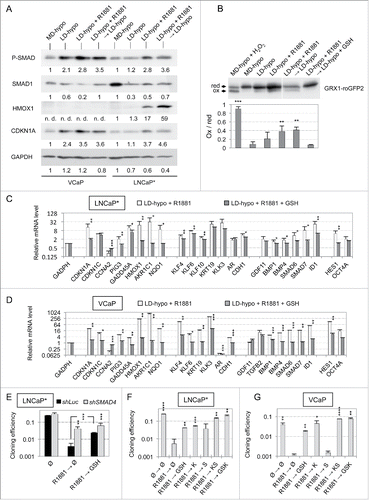 Figure 4. Implication of SMAD signaling and redox imbalance in the maintenance of the dormant state induced by transient exposure to the R1881 androgen. (A) Western blot analysis of the levels of SMAD phosphorylation and SMAD1, HMOX1 and CDKN1A expression in LNCaP* and VCaP cells under the indicated culture conditions (see also Fig. 2). Numbers indicate the relative levels of GADPH or the relative amounts of the indicated proteins normalized by GAPDH levels. (B) Western blot analysis of the oxidation of the GRX1-roGFP2 sensor in LNCaP* cells under the indicated culture conditions. “red” and “ox” indicate reduced and oxidized forms of GRX1-roGFP2. Values in the lower panel indicate the ratio of oxidized to reduced GRX1-roGFP2 (ox/red). R1881 was used at a 0.6 nM concentration. The positive control, MD-hypo + H2O2, was cells cultured at medium cell density and treated with 100 mM H2O2 for 10 min before cell lysis. Values are mean ± sd derived from 3 independent transduced cell populations. Asterisks indicate the statistical significance of the variation of the ox/red ratio between MD-hypo and other cell culture conditions. (C and D) GSH supplementation blunted the gene expression signature of dormancy. Cells were cultured for 7 d in the presence of 0.2 nM R1881or 0.2 nM R1881 plus 8 mM GSH under LD-hypo conditions. Variations in the expression of the dormancy signature genes were measured by RT-qPCR as in Fig. 2B) and C). Values are mean ± sd of 2 independent cell culture experiments. Statistical significance of the differences between dormant and GSH-treated cells is indicated. (E) Partial suppression of androgen-induced dormancy by depletion of endogenous SMAD4 or by GSH supplementation. Cloning efficiency of shLuc (control) and shSMAD4-transduced cell populations were measured in non-treated cells (Ø) or in cells treated for 7 d with 0.3 nM R1881 followed by a culture for 20 additional days in growth medium with none (Ø) or with 8 mM GSH. Values are the mean ± sd derived from 2 experiments with 2 control- and 2 shSMAD4-transduced cell populations. Statistical significance of the variation between shSMAD4 and shLuc cells and of the effect of GSH is indicated by asterisks. (F and G) Reversal of R1881-induced dormancy in LNCaP* et VCaP cells by GSH, inhibitors of TGFβ (S) and BMP (K) receptors, or their combinations (KS and GSK). Cloning efficiency were measured in non-treated cells (Ø) or in cells treated for 7 d with 0.2 nM R1881 followed by a culture for additional 20 d in growth medium with the indicated compounds. Values are the mean ± sd of 2 independent experiments. Asterisks indicate the statistical significance of the difference in cloning efficiency between cells treated only with R1881 and cells under other culture conditions.