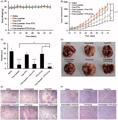 Figure 3. The combination of losartan and PTX-Cl-Lip depressed the lung metastasis in 4T1 bearing mice. (A) Body weight of mice treated with different preparations during the treatment (mean ± SD, n = 6). (B) Tumor growth curves of mice receiving different preparations during the treatment (mean ± SD, n= 6). (C) The average number of nodules in lungs for each group at the end of treatment (mean ± SD, n= 6). (D) The photographs of typical lungs for each group at the end of treatment. The area surrounded by white circles represented metastatic nodules in lungs (E) HE staining of lungs after treatment. Arrows pointed to the metastatic nodules in lungs. Scale bars represented 100 μm. (F) Masson staining of tumors after treatment. Arrows pointed to the collagen I in tumors. Scale bars represented 50 μm.