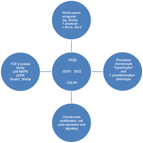 Figure 1 Non-ECM genes identified as OA candidate genes.