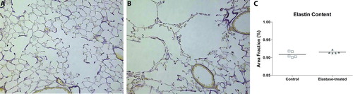 Figure 4.  Hart's Elastin stain of histological slides of the lungs of saline-treated (A) and elastase-treated mice (B) 21 days after injection. Morphometry shows the quantification of the elastin content when adjusted for total tissue area (C). All morphometrical data is expressed as mean ± SEM, n = 5 for control and elastase-treated mice. # = p < 0.05.