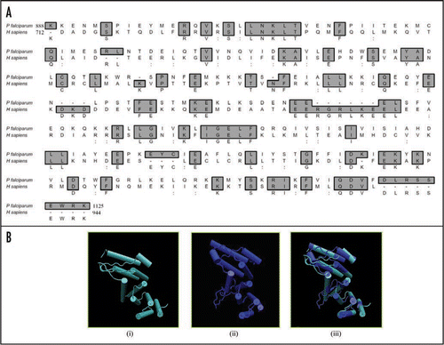 Figure 4 (A) Comparison of amino acid sequence (from amino acid 888-1125) of P. falciparum eIF4G protein (PlasmoDB no. MAL13P1.63) with eIF4G (from amino acid 712-944) of H. sapiens (GenBank accession number AF104913). (B) Three-dimensional models for (i) human eIF4G and (ii) P. falciparum eIF4G were created as described in text. The structures have been displayed using the same program as described in legend to Figure 1B. This model has been built by using only the phylogenetically conserved middle domain i.e., amino acid 888 to amino acid 1125 in PfeIF4G. A super-imposed image is shown in (iii).