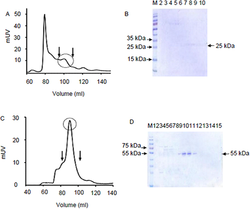 Figure 4 Elution profiles obtained from Sephacryl S-100HR resin and Zymogram analysis when loaded with (A and B) TbHK, (C and D) HsGCK. The area between the two arrows represents the region that was pooled for downstream purification.