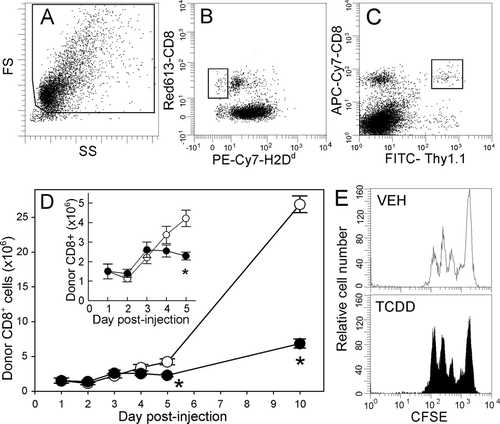 FIG. 1 Exposure to TCDD promotes early cell cycling and inhibits the continued expansion of donor CD8+ cells. F1 mice were dosed with vehicle or TCDD one day before the injection of B6 donor T-cells. After gating on live spleen cells (A), donor CD8+ cells were identified as H2Dd − CD8+ (B) or Thy1.1+CD8+ (C) on Days 1–5. On Day 10, the alloreactive donor CD8+ cells were identified as blasting CD8+ cells. (D) The number of donor CD8+ cells in the spleen was determined on Days 1–5 (see also inset) and on Day 10 in vehicle- (open symbol) and TCDD-treated (filled symbol) mice. The data are combined from several independent experiments, with n = 10–20 mice per group per day. (E) Donor T-cells were labeled with CFSE before injection into F1 hosts and 2 d later the donor CD8+ cells were analyzed for cell division by dilution of CFSE. Five independent experiments were conducted with n = 4–5 mice per group in each experiment. Representative histograms from vehicle- and TCDD-treated mice are shown. *p < 0.05, compared to vehicle.