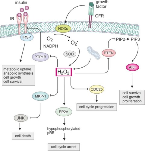 Figure 2. Impact of hydrogen peroxide on the function of key cellular phosphatases.NOX produces superoxide, which can be converted to H2O2 by SOD. The generated H2O2 can then modulate redox-sensitive phosphatases. Inhibiting PTP1B may enhance insulin signaling, potentially improving glucose homeostasis. This can positively impact cell growth and metabolism. Inhibiting MKP-1 may lead to prolonged JNK activation, affecting stress signaling, apoptosis, or inflammatory processes. Inhibiting CDC25 could disrupt cell cycle progression, inducing cell cycle arrest. Inhibiting PTEN may lead to increased Akt signaling, promoting cell survival and growth. Dephosphorylation of pRB by PP2A results in the inhibition of E2F transcription factors, preventing the progression of the cell cycle from the G1 to the S phase.