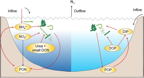 Figure 1. Utilization of N and P by cyanobacteria in lentic waterbodies. PON = particulate organic nitrogen, DON = dissolved organic nitrogen, NH4+ = ammonium, NO3− = nitrate, N2 = nitrogen gas, POP = particulate organic phosphorus, DOP = dissolved organic phosphorus, DIP = dissolved inorganic phosphorus.