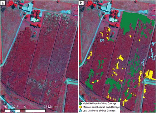 Figure 5. (a) Original pan-sharpened GeoEye-1 image and (b) the corresponding map of canegrub damage.