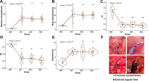 Figure 1 The hemodynamics, diameter, and microscopic views of EJV. (A–D) the comparisons of EJV hemodynamic parameters (E) the comparison of EJV diameter (F) the microscopic views of EJV at 0, 1, 3, and 6 weeks. **p-value < 0.01, ***p-value < 0.001. Black and white stars indicates common carotid artery and external jugular vein, respectively.