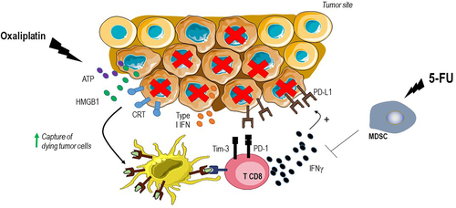 Figure 1. Strategy to counteract immune escape in MSS CRC.