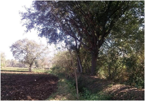 Figure 3. Pongamia trees’ large canopies casting a shade on the main food crops grown by farmers. Such shade and the trees’ extensive root systems reduced food crop productivity, according to farmers.