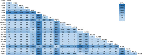 Figure 4 The number of single-nucleotide polymorphisms (SNPs) between each ST11 K. pneumoniae strain heatmap. The deeper the color is, the larger the SNP quantity scale. # indicates core genome SNP differences ≤10.