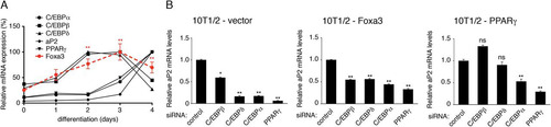 Fig 2 Foxa3 is involved in early stages of adipocyte differentiation. (A) Relative mRNA levels of Foxa3 and of adipocyte markers during 10T1/2 cell differentiation. (B) aP2 mRNA levels in 10T1/2 cells expressing vector, Foxa3, or PPARγ in the presence of either control siRNA or siRNAs targeting C/EBPs or PPARγ, 72 h after induction of differentiation. Values are expressed as relative to the control siRNA values. Data represent means ± SEM (*, P < 0.05; **, P < 0.01; ns, nonsignificant).