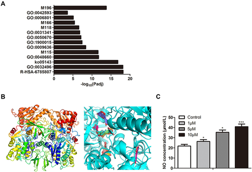 Figure 5 Predicting and validating targets for luteolin. (A) Results of GO enrichment analysis of the potential targets. (B) Molecular docking between luteolin and main targets. (C) Effect of different concentrations of luteolin on NO concentration. The values were presented as mean ± SD (n=3). *P<0.05 and ***P<0.001 versus the control group.