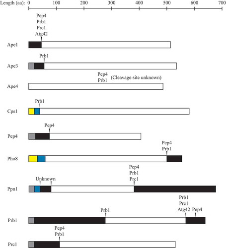 Figure 2. Numerous vacuolar hydrolases undergo proteolytic processing. Arrowheads indicate cleavage sites (the exact site of cleavage within Ape4 is unknown), with proteases involved in cleavage listed above. Gray boxes indicate signal sequences, black boxes indicate propeptides, maize boxes indicate cytoplasmic domains, blue boxes indicate transmembrane domains, and white boxes indicate mature vacuolar domains. aa, amino acid. See text for details.