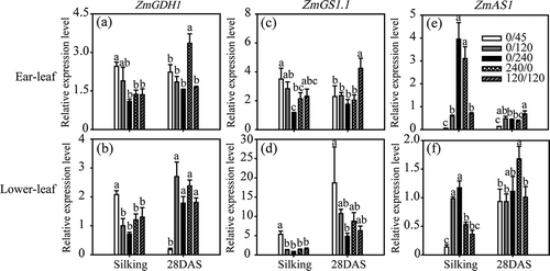 Figure 3 Expression of genes ZmGDH1 (a, b), ZmGS1.1 (c, d) and ZmAS1 (e, f) in ear leaves (a, c, e) and lower leaves (b, d, f) of maize plants (Zea mays L.) grown under different nitrogen (N) treatments. Transcript levels of ZmGDH1, ZmGS1.1 and ZmAS1 were normalized to those of the control gene Alpha tubulin4, which were quantified by quantitative real-time polymerase chain reaction (PCR) using gene-specific primers. Bars indicate means ± standard deviation (SD) (n = 3). Significant differences within the same growth stage (silking or 28 days post-silking, DAS) at P < 0.05 are indicated by different letters.