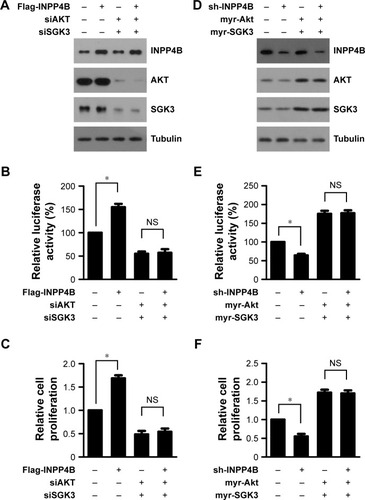 Figure 4 Akt and SGK3 regulate the cap-dependent translation downstream of INPP4B. (A) The Western blot analysis of AKT and SGK3 expression in control and SW620 cells with a stable expression of INPP4B co-introduced with AKT siRNA (siAKT) and SGK3 siRNA (siSGK3). Tubulin was used as a loading control. (B) Control and SW620 cells with a stable expression of INPP4B transfected with a bicistronic luciferase reporter plasmid were co-introduced with siAKT and siSGK3. After 48 hours of transfection, luciferase activity was measured. The results are presented as the mean ± SD of triplicate measurements. *P<0.05. (C) Control and SW620 cells with a stable expression of INPP4B were co-transfected with siAKT and siSGK3. At 24 hours post-transfection, cells were seeded in 96-well plates. After 48 hours, cell proliferation was measured by CCK-8 assay. The results are presented as the mean ± SD of triplicate measurements. *P<0.05. (D) Western blot analysis of AKT and SGK3 expression in HCT116 cells with or without INPP4B depletion co-introduced with myr-Akt and myr-SGK3 vectors. Tubulin was used as a loading control. (E) HCT116 cells with or without INPP4B depletion transfected with a bicistronic luciferase reporter plasmid were co-introduced with the myr-Akt and myr-SGK3 vectors. After 48 hours of transfection, luciferase activity was measured. The results are presented as the mean ± SD of triplicate measurements. *P<0.05. (F) HCT116 cells with or without INPP4B depletion, which were transfected with a bicistronic luciferase reporter plasmid, were co-introduced with the myr-Akt and myr-SGK3 vectors. At 24 hours post-transfection, cells were seeded in 96-well plates. After 48 hours, cell proliferation was measured by CCK-8 assay. The results are presented as the mean ± SD of triplicate measurements. *P<0.05.Abbreviations: CCK-8, Cell Counting Kit-8; NS, not significant.