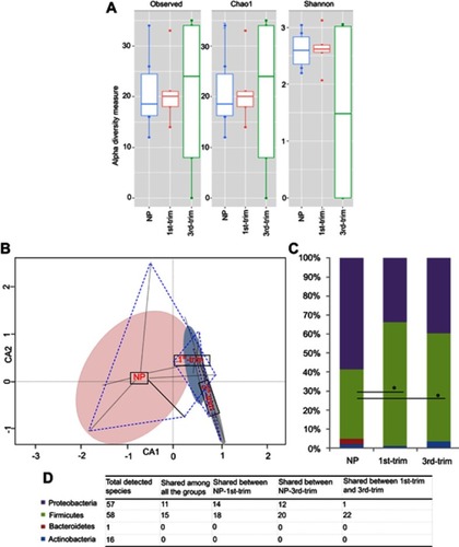 Figure 2 Diversity, structural, and compositional changes observed according to trimester using a culturomic approach. (A) Alpha diversity analysis of culturomic data. (B) Constrained ordination analysis. Species' occurrence and abundance differed among the groups. The non-pregnant (NP) group had comparatively more diverse and abundant species. Projecting lines from each group correspond to samples. (C) Average relative percentage abundance of phyla. Annotation of phyla is same as shown in the D-section of the plot. Count data were first transformed with the Hellinger transformation method. After normality test, statistical significance was performed with ANOVA, and Bonferroni correction was applied. *Significant at p<0.05. (D) Tabular presentation of total species' identified in each phyla and study group.Abbreviations: NP, non-pregnant group; 1st-Trim, first trimester; 3rd-Trim, third trimester.