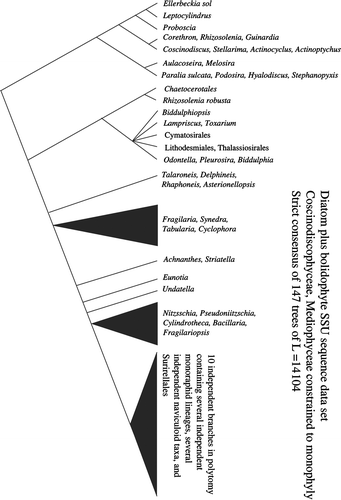 Fig. 3. Strict consensus of 147 unique equally most parsimonious trees calculated from the Bolidomonas plus diatom (DiatBo) dataset with Coscinodiscophyceae and Mediophyceae constrained to monophyly. Only relationships among diatoms are shown.