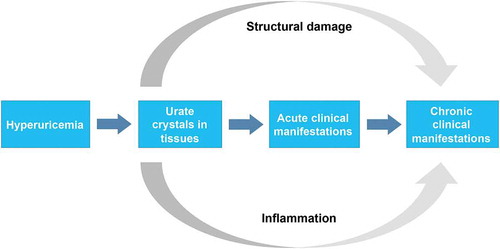 Figure 1. Diagram showing the path from hyperuricemia to structural joint damage. Long-standing hyperuricemia may lead to monosodium urate (MSU) deposits. Hyperuricemia is typically asymptomatic and is often associated with subclinical inflammation and bone erosion. Crystal shedding into the joint can cause Intermittent, acute inflammation and a gout flare-up. Continued crystal deposition can result in chronic manifestation of the disease, including persistent inflammation, increased number of flares, development of tophi, and structural joint damage. Adapted from Adv Ther, ‘A review of uric acid, crystal deposition disease, and gout’, volume 32, 2015, Perez-Ruiz F, et al, Figure 1: ‘Diagram showing the path from hyperuricemia to structural joint damage’ on page 32, with permission of Springer (© 2014) [Citation26].