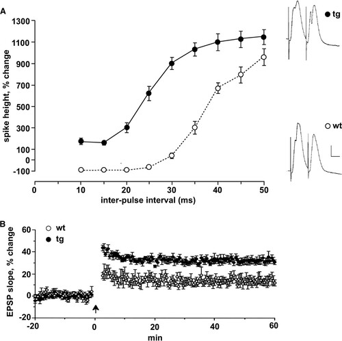 FIG 5 Loss of paired-pulse inhibition and enhanced LTP in DREAM mutant mice. (A) For paired-pulse studies, the amplitude of the population spike evoked by the second stimulus, normalized to the amplitude of the population spike evoked by the first stimulus, is plotted as a function of the interstimulus interval for transgenic (tg, n = 6) and corresponding wild-type littermates (wt, n = 11). Note the complete suppression of the second population spike at short intervals in wild-type mice and its absence at all intervals in transgenic mice. Stimulus intensity was set so that the first stimulus of the pair evoked a population spike of ∼1 mV. Representative responses to paired stimuli for each group are displayed on the right. Calibration, 3 mV, 4 ms. (B) LTP was measured at perforant path-granule cell synapses in anesthetized transgenic and wild-type mice. LTP, measured 50 to 60 min after the tetanus (arrow), was significantly enhanced. The magnitude of LTP was 32.3% ± 2.6% for transgenic and 13.7% ± 4.0% for wild-type mice (P < 0.005).