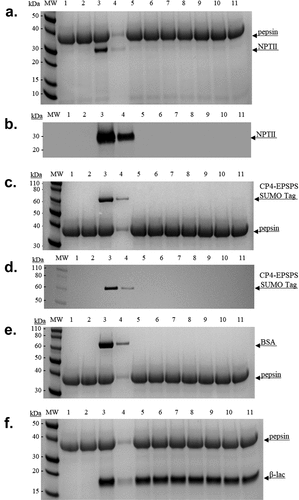 Figure 3. Simulated gastric fluid digestibility. Denaturing SDS-PAGE 4–12% and Coomassie blue and/or Western blot analyses of the simulated gastric fluid (SGF)-digested NPTII and CP4-EPEPS proteins and controls. Lanes (M) Novex Sharp Unstained Standard. (1) SGF Reagent Blank, 0-minute incubation. (2) SGF Reagent Blank, 32 minute incubation. (3) Neutralized sample. (4) Neutralized sample (1:10 dilution of amount in lane 3). Sample digestions: (5) 30 seconds. (6) 1 minute. (7) 2 minutes. (8) 4 minutes. (9) 8 minutes. (10) 16 minutes. (11) 32 minutes.