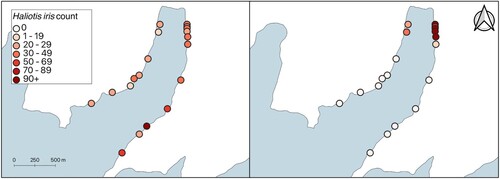 Figure 2. Transect location and Haliotis iris count in 1976 (left), and 2021 (right) in Peraki Bay, Banks Peninsula, New Zealand.