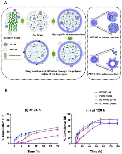 Figure 6. The drug release properties of dual-drug nanoparticles loaded hydrogel in vitro. (A). Schematic representation of drug release mechanism of DD NP HG. (B). % MTX and PEITC release from the hydrogel vs. time (h) at pH 7.4 at 37 °C (i). 24 h and (ii). 120 h was measured. purple color: MTX release rate from MTX NP HG, light blue color: PEITC release rate from PEITC NE HG, red color: MTX release rate from DD NP HG, and navy blue color: PEITC release rate from DD NP HG. Results are presented as mean ± SD (n = 3). Created with Biorender (biorender.com)