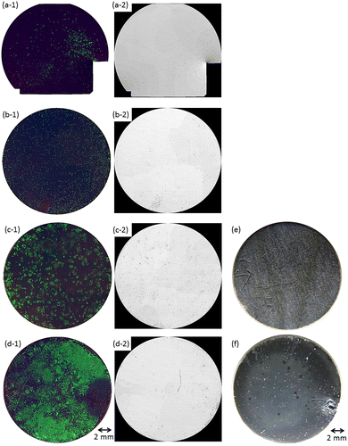 Figure 4. Fluorescence images of MG-63 cells on the entire surface of (a, c) OCP- and (b, d) HAp-AZ31, cultured for (a, b) two days and (c, d) six days. Optical images of (e) OCP- and (f) HAp-AZ31 disks after culturing cells for six days. (a-1–d-1) composite images of calcein-, PI-, and Hoechst33342-stained cell images (living cells, green; dead cells, red; nuclei of both cells, blue), and (a-2–d-2) PI-stained images converted to monochrome image (dead cells, black).
