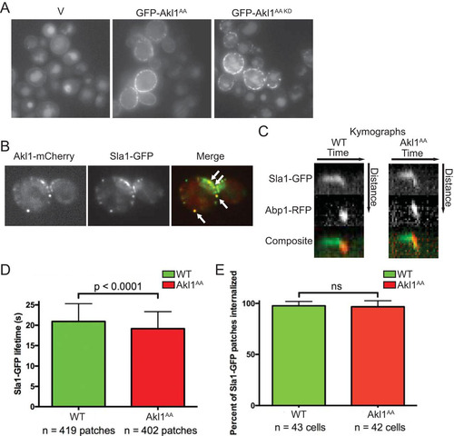 FIG 6 Lack of negative regulation of Akl1 by Fpk1 impedes endocytosis. (A) Cultures of an akl1Δ strain (YFR479) containing either an empty vector (V; YCpUG) or expressing from the GAL1 promoter in the same vector either GFP-Akl1AA (pFR303) or a catalytically inactive (kinase-dead) derivative, GFP-Akl1AA(D181A) (pKL31), were induced on galactose medium for 2.5 h, incubated with 4 mg/ml of Lucifer yellow CH (LY) for 30 min at 24°C, and then viewed directly by fluorescence microscopy. (B) Cells (YFR515) expressing both Akl1-mCherry and Sla1-GFP from their endogenous promoters at their normal chromosomal loci were grown on YPD and viewed by fluorescence microscopy. (C) Strains expressing Akl1 Sla1-GFP Abp1-RFP (WT, YFR507) and Akl1AA Sla1-GFP Abp1-RFP (YFR508) were examined by fluorescence video microscopy (see Movies S1 and S2 in the supplemental material), and kymographs were plotted as described in Materials and Methods. (D) The mean Sla1-GFP lifetime at the cell cortex was measured from multiple kymographs as for panel C. (E) The total number of Sla1-GFP patches per cell subsequently joined by Abp1-RFP and moved toward the cell center, a hallmark of actin-driven internalization (Citation40), was determined in cells as in panel C. n, total number cells examined; ns, not significant.