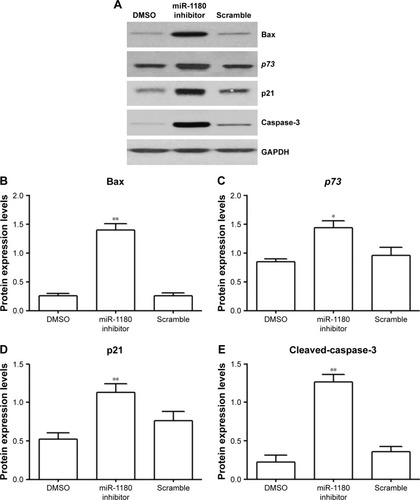 Figure 3 MiRNA-1180 regulates WT apoptosis via a p73-dependent mechanism.