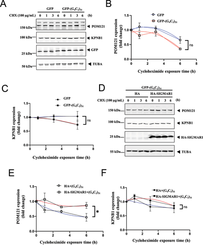 Figure 4. SIGMAR1/Sigma-1 receptor stabilized POM121 but not KPNB1/importinβ1 in (G4C2)31-RNA-treated NSC34 cells. (A) Stability of POM121 and KPNB1 in EGFP-(G4C2)31-overexpressing NSC-34 cells in the presence of cycloheximide (100 µg/ml). Time-lapsed levels of POM121 and KPNB1 were examined by western blot. (B) Summary data from (A) show a decrease of protein turnover rate in POM121. (C) Summary data for KPNB1. Data are mean ± SEM; N = 3; Note: non-liner regression with best fit; for POM121 in (B), p = 0.0805; for KPNB1 in (C), p = 0.1514. (D) Stability of POM121 and KPNB1 in HA-SIGMAR1 and EGFP-(G4C2)31 co-overexpressing NSC34 cells by using the same cycloheximide (100 µg/ml) treatment tracking technique. Time-lapsed levels of POM121 and KPNB1 were examined by western blot. (E) Summary data from (D) show a decrease of protein turnover rate in POM121. (F) Summary data for KPNB1. Data are means± SEM; N = 3; non-liner regression with best fit; for POM121 (E), p = 0.0297, *p < 0.05; for KPNB1 (F), p = 0.5202.