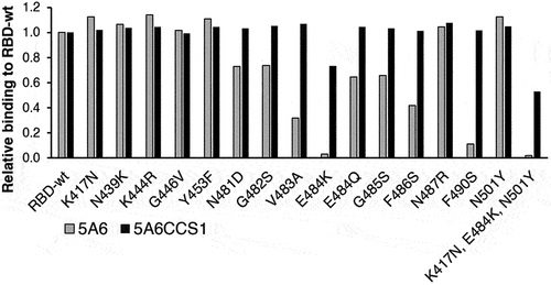 Figure 2. Biacore binding analysis of 5A6 & 5A6CC1 binding to the RBD mutants.