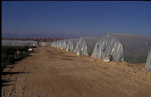 Figure 17. Bee hives placed for greenhouse melon pollination.