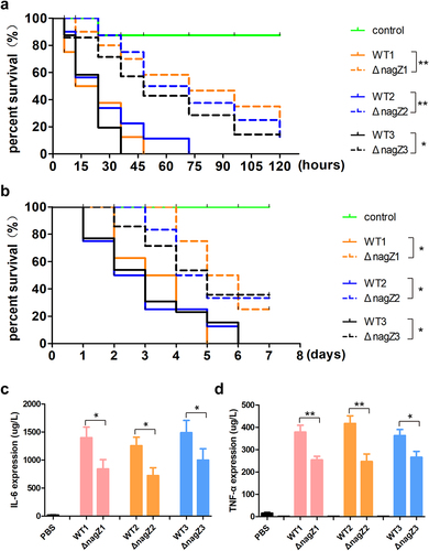 Figure 2. NagZ knockout diminishes E. cloacae virulence. (a, b) the survival rates of Galleria mellonella larvae (a) and mice (b) infected with nagZ-knockout E. cloacae are significantly improved compared to those infected with wild-type E. cloacae. (c, d) the expressions of IL-6 and TNF-α are downregulated in the serum of mice infected by nagZ-knockout E. cloacae, in contrast to wild-type E. cloacae. *p < 0.05 and ** p < 0.01 indicate statistically significant and statistically highly significant, respectively.