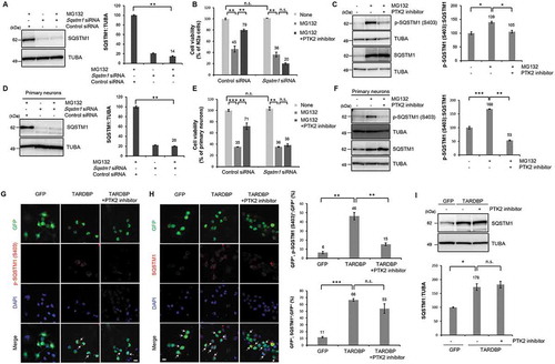 Figure 4. SQSTM1 is a crucial component of PTK2-mediated neuroprotection during UPS impairment. (A-B) N2a cells were pretransfected with control siRNA (40 nM) or Sqstm1-specific siRNA (40 nM) for 24 h and subsequently treated with MG132 (5 μM) for 24 h. (A) Transfection of Sqstm1 siRNA efficiently downregulated the protein level of SQSTM1 in N2a cells. Data are presented as the mean ± SD of 3 independent experiments. **p < 0.005 (Student’s t-test). (B) A CCK-8 assay was performed to assess the effect of Sqstm1 knockdown on MG132-induced toxicity in N2a cells. PTK2 inhibition did not mitigate MG132 toxicity in Sqstm1 knockdown conditions. Data are presented as the mean ± SD of 3 independent experiments. **p < 0.005, n.s., not significant (one-way ANOVA with Bonferroni multiple comparison test). (C) N2a cells were pretreated with a PTK2 inhibitor (5 μM) for 30 min and subsequently treated with MG132 (5 μM) for 24 h. Immunoblot for p-SQSTM1 at S403 (p-SQSTM1 [S403]) and total SQSTM1. PTK2 inhibition significantly reduced UPS impairment-induced PTK2 phosphorylation. Data are presented as the mean ± SD of 3 independent experiments. *p < 0.05 (one-way ANOVA with Bonferroni multiple comparison test). (D-E) Primary cortical neurons were pretransfected with control siRNA (40 nM) or Sqstm1-specific siRNA (40 nM) for 24 h and subsequently treated with MG132 (5 μM) for 24 h. (D) Immunoblot for total SQSTM1. Data are presented as the mean ± SD of 3 independent experiments. **p < 0.005 (Student’s t-test). (E) A CCK-8 assay was performed to assess the effect of Sqstm1 knockdown on MG132-induced toxicity in primary cortical neurons. PTK2 inhibition did not mitigate MG132 toxicity in Sqstm1 knockdown conditions. Data are presented as the mean ± SD of 3 independent experiments. **p < 0.005, ***p < 0.001, n.s., not significant (one-way ANOVA with Bonferroni multiple comparison test). (F) Primary cortical neurons were pretreated with a PTK2 inhibitor (0.05 μM) for 30 min and subsequently treated with MG132 (5 μM) for 24 h. Immunoblot for p-SQSTM1 (S403) and total SQSTM1. Data are presented as the mean ± SD of 3 independent experiments. **p < 0.005, ***p < 0.001 (one-way ANOVA with Bonferroni multiple comparison test). (G-I) N2a cells were transiently transfected with either Gfp or TARDBP-Gfp for 2 d and subsequently treated with a PTK2 inhibitor (5 μM) for 24 h. (G) Immunocytochemistry was subsequently performed to detect p-SQSTM1 (S403) (red) or DAPI (nuclei; blue). TARDBP-induced upregulation of p-SQSTM1 (S403) was greatly reduced by PTK2 inhibition. Arrowheads indicate p-SQSTM1 (S403)-positive puncta. The percentage of GFP-positive cells that were positive for p-SQSTM1 (S403) is shown (right). Data are presented as the mean ± SD of 3 independent experiments. **p < 0.005 (one-way ANOVA with Bonferroni multiple comparison test). Scale bars: 10 μm. (H) N2a cells transfected with either a Gfp or TARDBP-Gfp vector were stained for SQSTM1. PTK2 inhibition did not affect the total SQSTM1 level in TARDBP-expressing cells. Arrowheads indicate SQSTM1-positive puncta. The percentage of GFP-positive cells that were positive for SQSTM1 is shown (right). Data are presented as the mean ± SD of 3 independent experiments. ***p < 0.001, n.s., not significant (one-way ANOVA with Bonferroni multiple comparison test). Scale bars: 10 μm. (I) Immunoblot for total SQSTM1 expression. Data are presented as the mean ± SD of 3 independent experiments. *p < 0.05, n.s., not significant (one-way ANOVA with Bonferroni multiple comparison test).