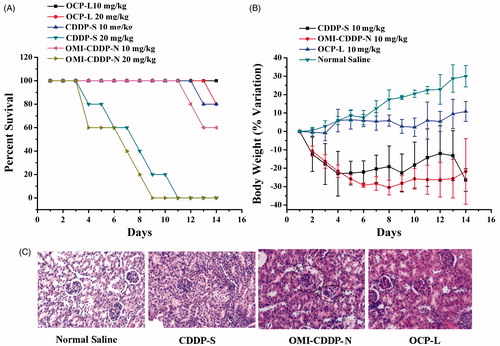 Figure 7. In vivo toxicity studies of CDDP-S, OMI-CDDP-N and OCP-L in normal mice. (A) Survival rates of mice treated with normal saline, CDDP-S, OMI-CDDP-N and OCP-L at a dose of 10 mg/kg and 20 mg/kg. (B) Changes in relative body weight of the mice treated with normal saline, CDDP-S and OCP-L at a dose of 10 mg/kg. Data are presented as the mean ± SD, n = 6. (C) Histological images from the kidney of the treated mice. Images were taken at × 40 magnifications with standard H&E staining.