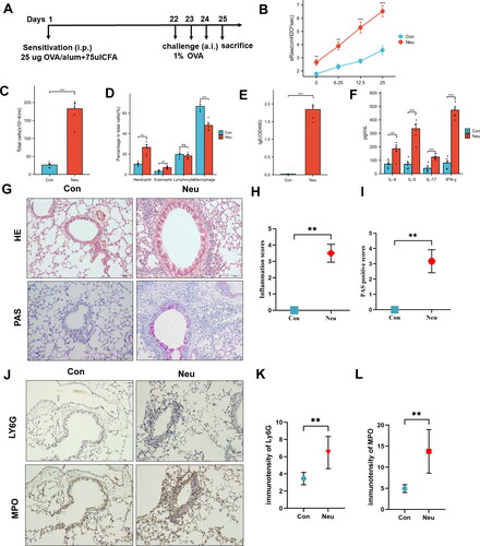 Figure 7. Construction and identification of mouse model with neutrophilic airway inflammation. (A) Modeling process; (B) Airway Responsiveness testing; (C) cell count in BALF; (D) Cell differential count in BALF; ELISA show the secretion level of sIgE (E) and IL-4, IL-5, IL-17, IFN-γ (F) in BALF; (G,H) HE-stained and inflammation score of lung tissue (Bar = 50um); (G,I) PAS staining and positive fraction in lung tissue (Bar = 50um); (J-L) Expression of LY6G and MPO in lung tissue; (*p <0 .05, **p < 0.01 and ***p <0 .001, ****p < 0.0001).